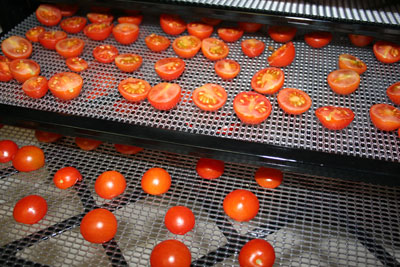 Cherry-tomatoes-in-dehydrator