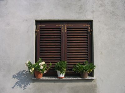 Window with plants