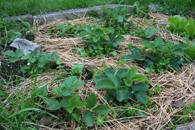 Strawberry-patch