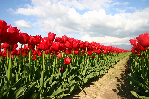 Red tulips in field