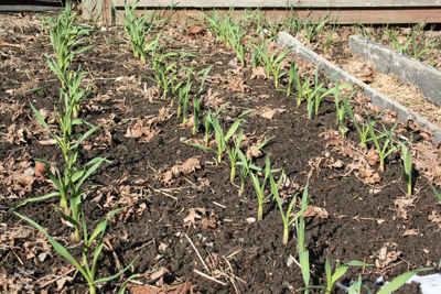 Garlic-growing