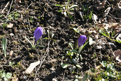 Spring-crocuses