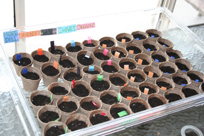 Closeup-inside-greenhouse