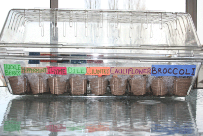 Closeup-seedlings-in-greenhouse