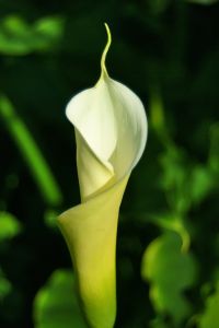 Calla lily