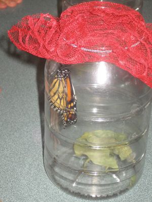 Monarch butterfly