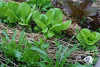 Lettuce-early-june