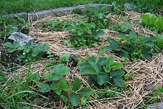 Strawberry-patch