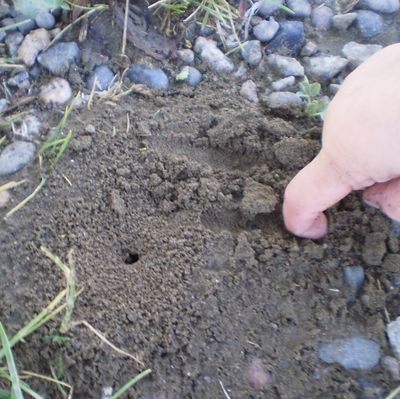 Ant hill