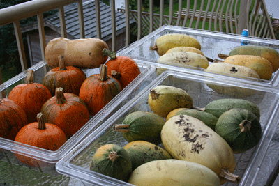 Winter-squash