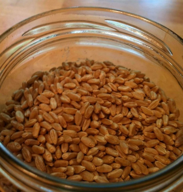Getting Started Sprouting Wheat Berries Keeper of the Home