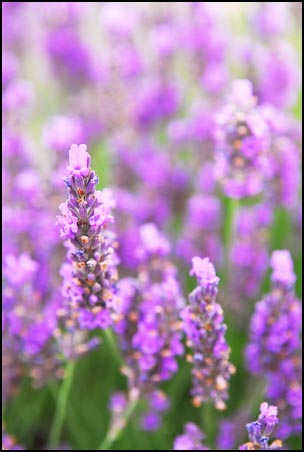 lavender flowers